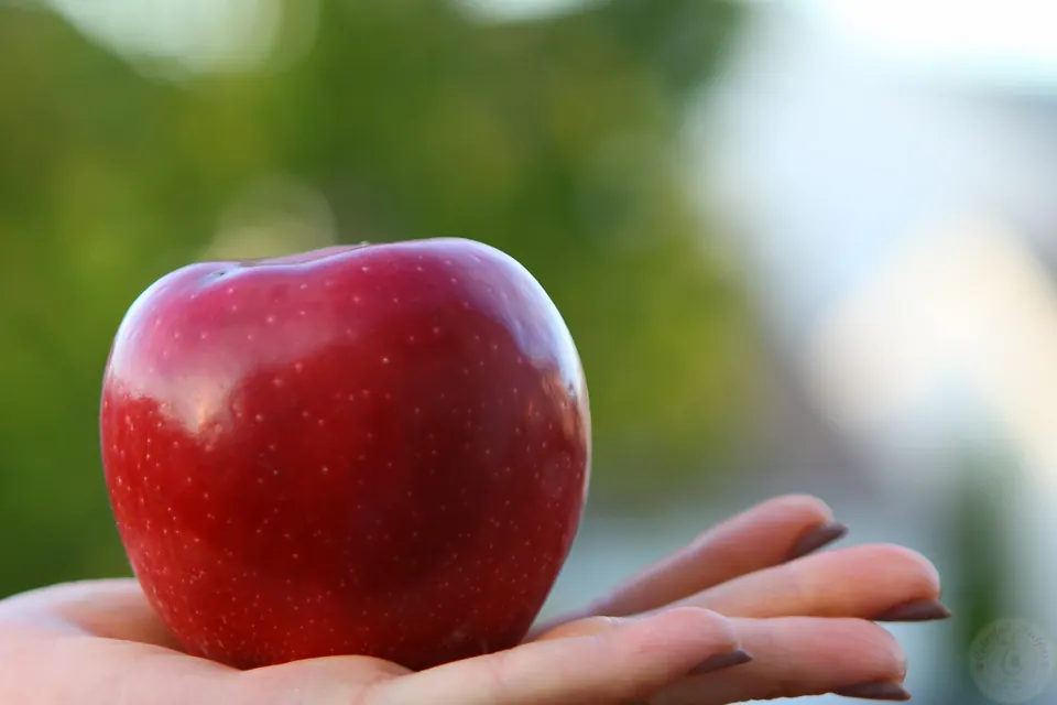 Hand holding a freshly picked red apple for mini French apple tarts
