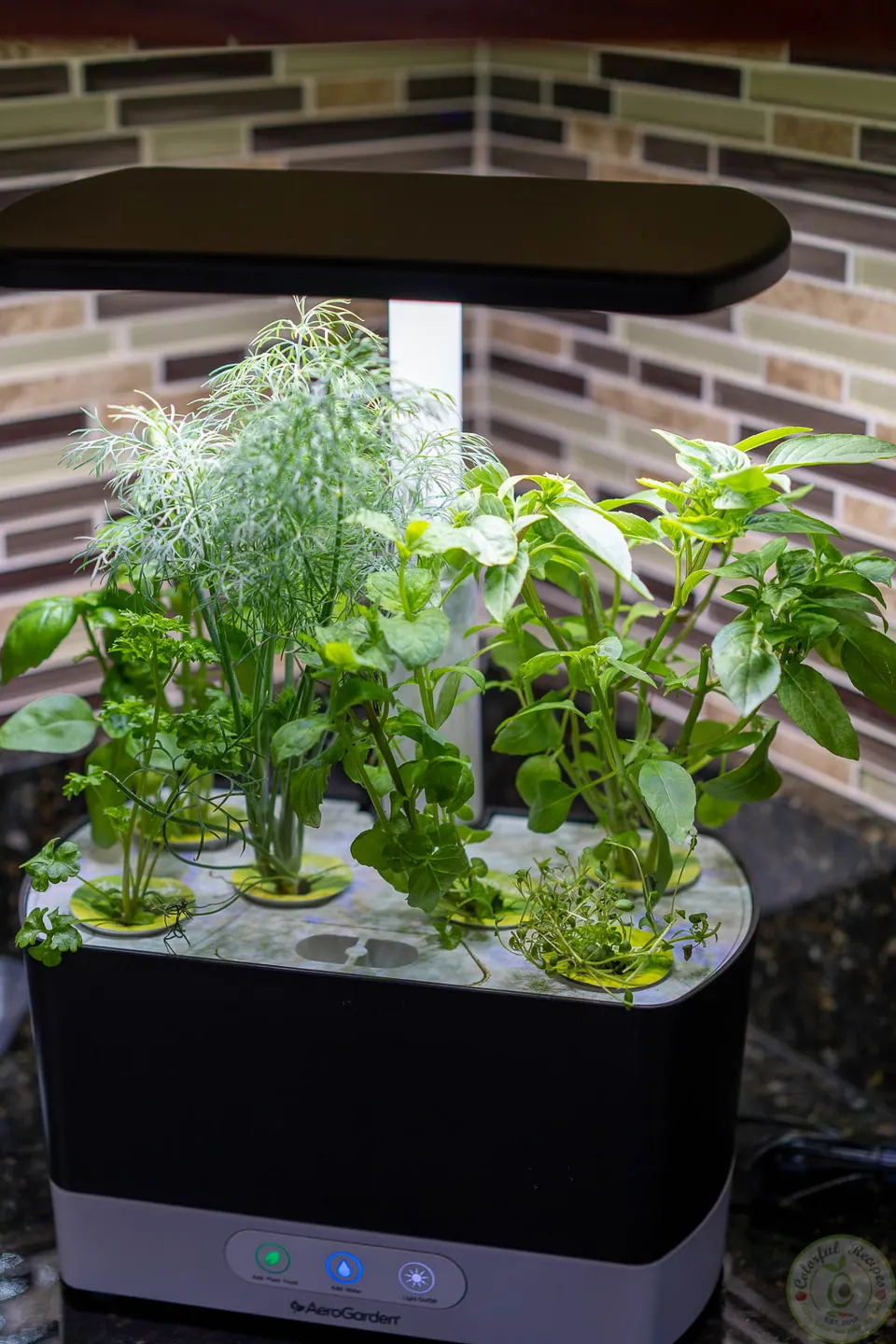 AeroGarden growing fresh basil, dill and other herbs on the countertop